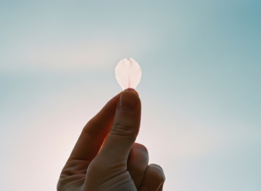 Delicate Blossom Against Blue Sky
